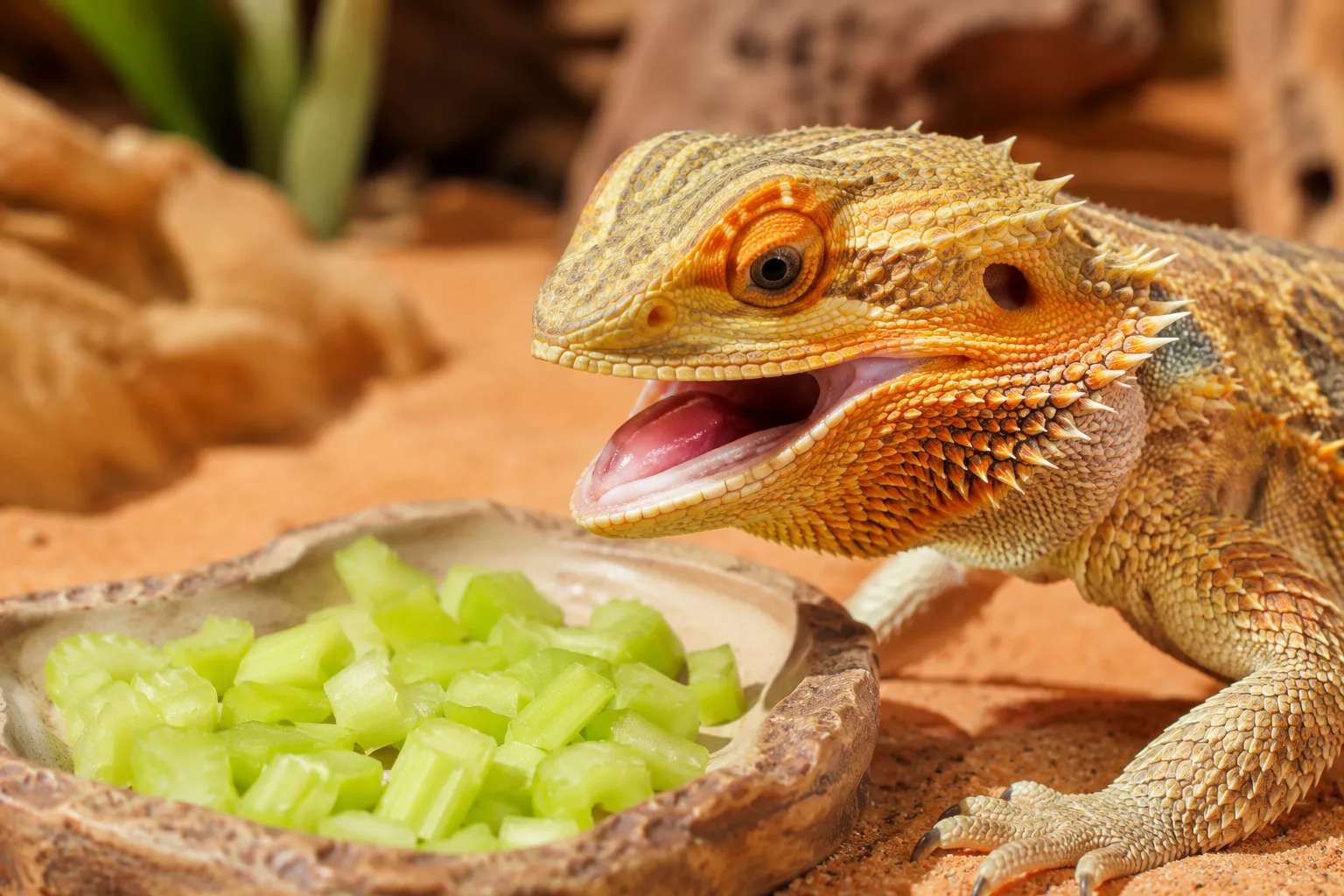 Can Bearded Dragons Eat Raw Celery or Does It Need to Be Cooked?