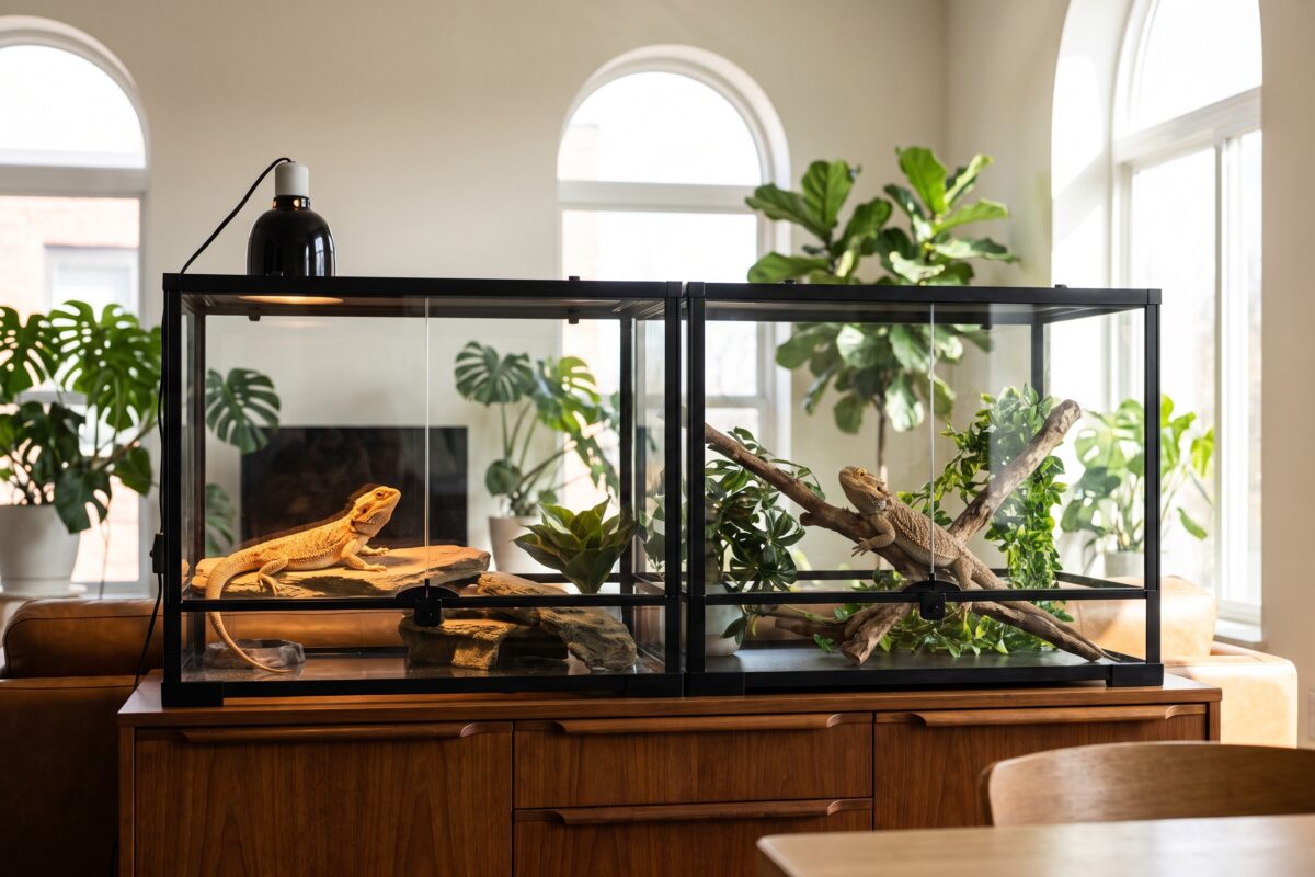 Can Two Bearded Dragons Live Together? (No)