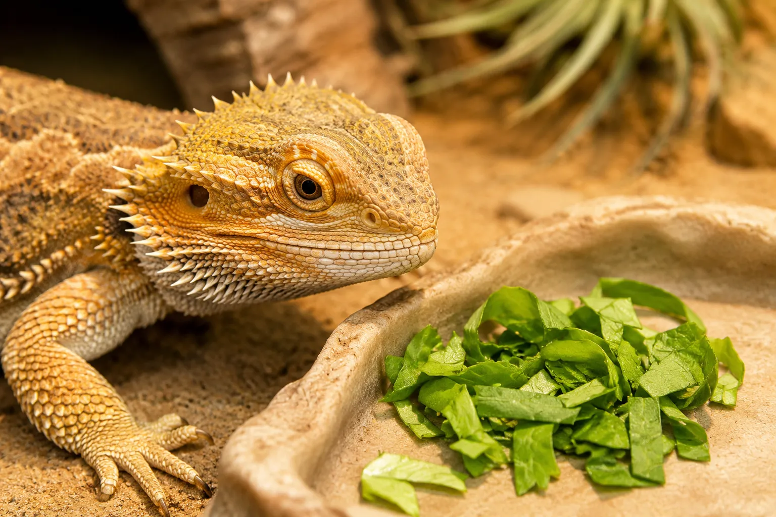 What Herbs Are Safe for Bearded Dragons Besides Basil?