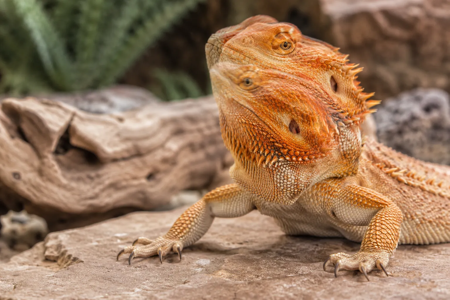 Why Is My Bearded Dragon Head Bobbing?