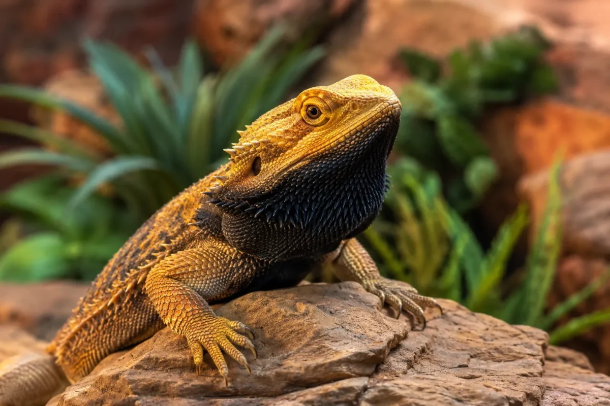 Why Is My Bearded Dragon's Beard Black?